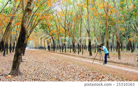 Early morning view in rubber tree forest 15310163