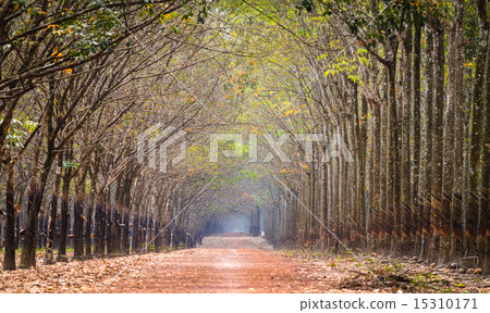 Early morning view in rubber tree forest 15310171
