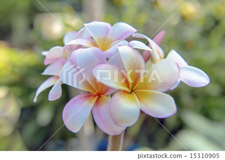 Ray flowers 15310905