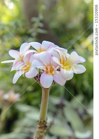 Ray flowers Ray flowers 15310906