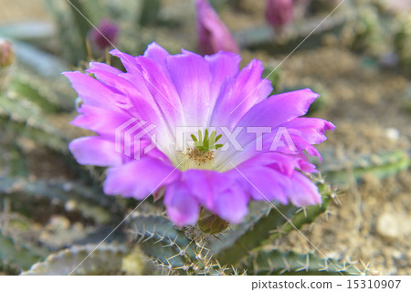 Cactus flower Cactus flower 15310907