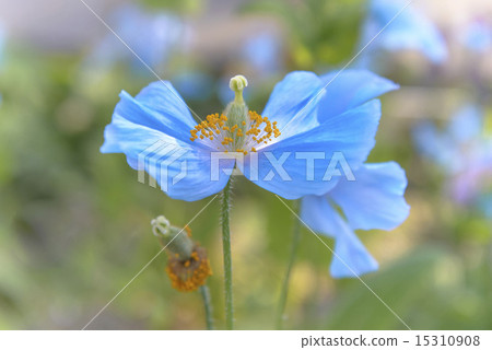 喜馬拉雅山的藍色花 喜馬拉雅山的藍色花 15310908