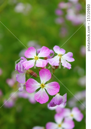 Hamadonkon花 15310980