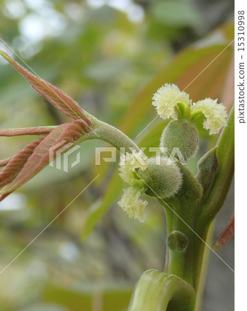 Walnut flower (female flower) 15310998
