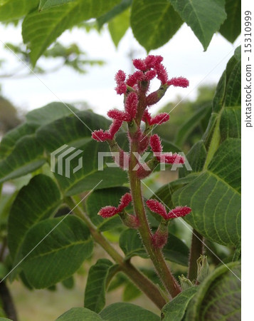 Walnut flower (female flower red) 15310999