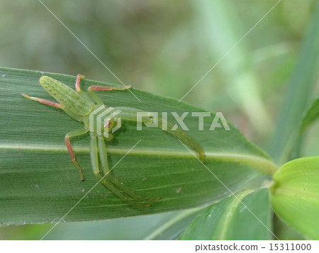 Green spider 15311000