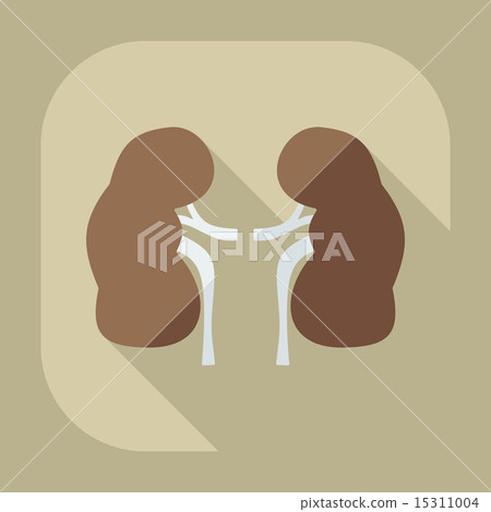 Flat modern design with shadow icons kidneys 15311004