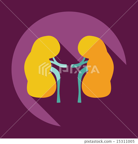 Flat modern design with shadow icons kidneys Flat modern design with shadow icons kidneys 15311005