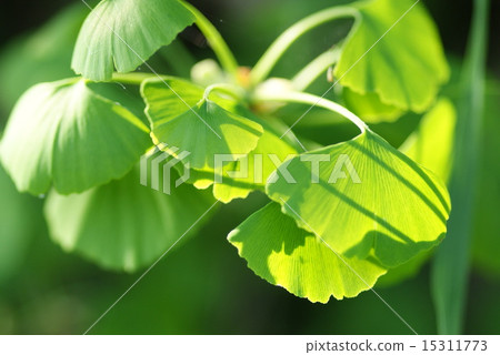 廠 廠 15311773