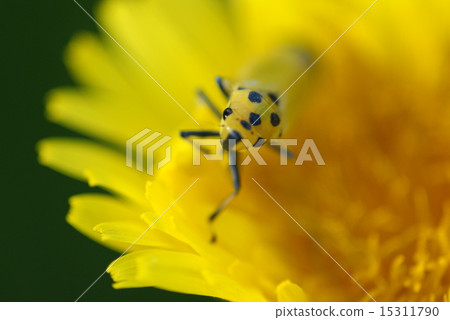 Spring insects Spring insects 15311790