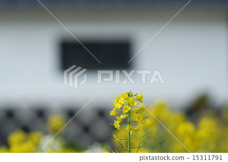 Spring landscape Spring landscape 15311791
