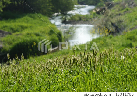 初夏的風景 初夏的風景 15311796