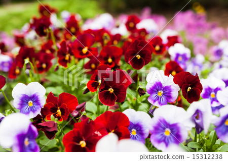 Beautiful violet flowers Beautiful violet flowers 15312238