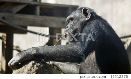 Chimpanzee 15312276