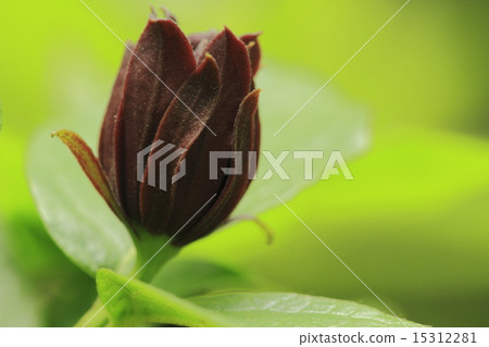 Kurobana Rubai Kurobana Rubai 15312281