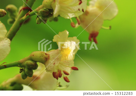 紅花栗子 15312283