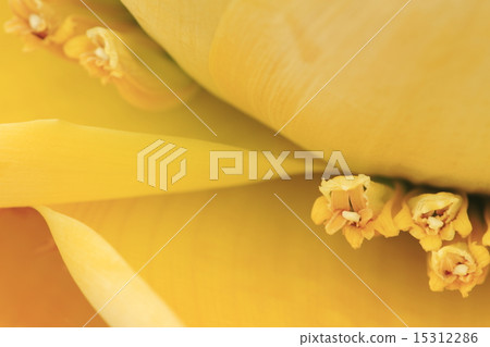 Chiyuukinren Chiyuukinren 15312286