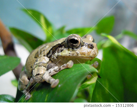 Black eyes are cute frogs Black eyes are cute frogs 15312806