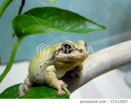 Chubby frog Chubby frog 15312807