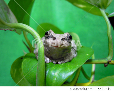 Smiling frogs 15312810