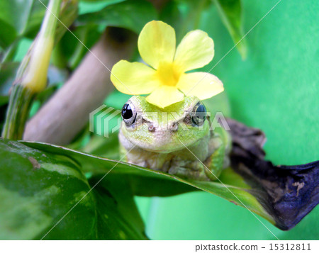 Frog that puts yellow flowers in the head 15312811