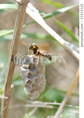 Queen bees of intimidating lidarbird 15313128