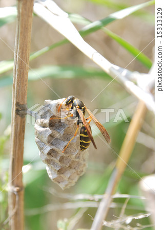 Queen bees of the lady monkey making nest 15313129