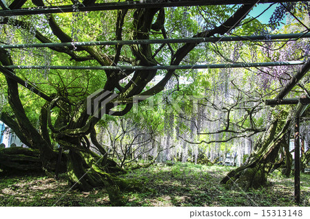 Yame Kuroki Taito Age 600 years 15313148