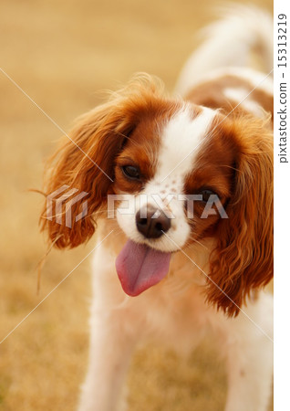 這很有趣！ 15313219