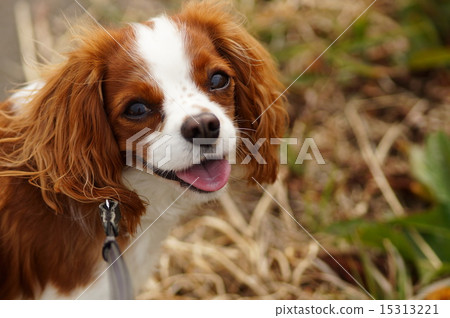 什麼糖果如果 15313221