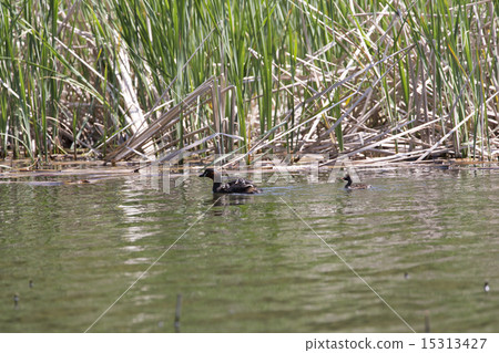 Kaizuburi的父母和孩子 Kaizuburi的父母和孩子 15313427