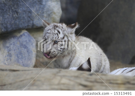 白虎寶寶 白虎寶寶 15313491