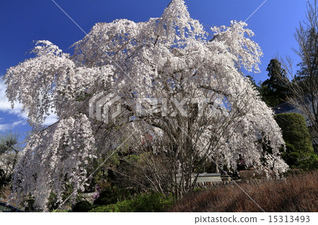 垂枝櫻花 垂枝櫻花 15313493