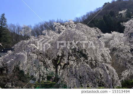 垂枝櫻花 15313494