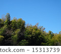 Cedar  15313739