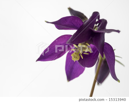 美麗的紫色西方戒指 15313940