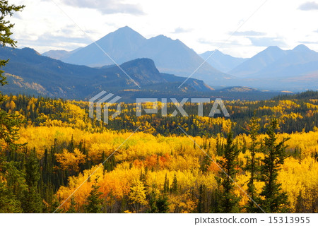 德納利國家公園的秋天，黃葉令人驚嘆 15313955