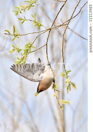 Kirenjak Kirenjak 15313985