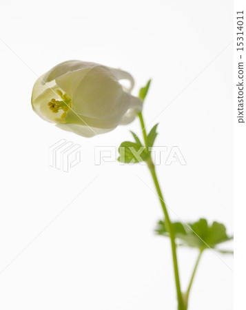 Clear white flowers Buds of a deep mountain ring Clear white flowers Buds of a deep mountain ring 15314011