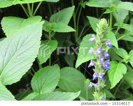Salvia·Hispanica（正大種子） 15314017