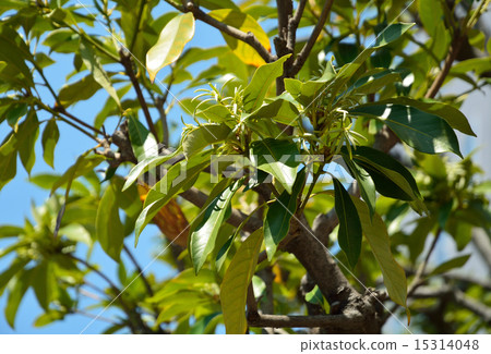 樹:Macebird殼斗科 樹:Macebird殼斗科 15314048