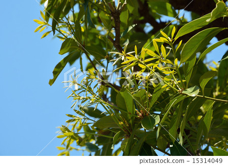 樹：Macebird殼斗科 15314049