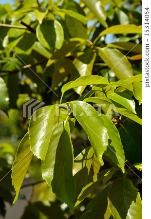 图库照片 日本蓝橡木 长青树 山毛榉科(植物种类)