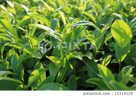 Tea field in Sayama hills 15314129
