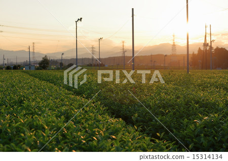 在Sayama山的茶領域 在Sayama山的茶領域 15314134