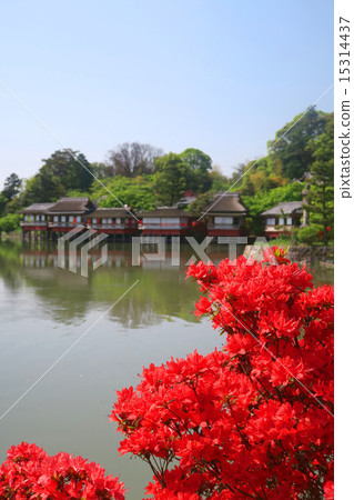 Azalea of Nagaoka Tenjin 15314437