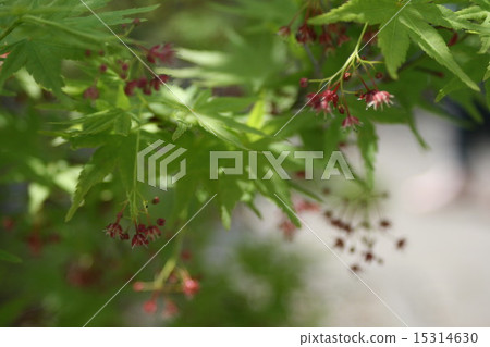 Maple flowers Maple flowers 15314630