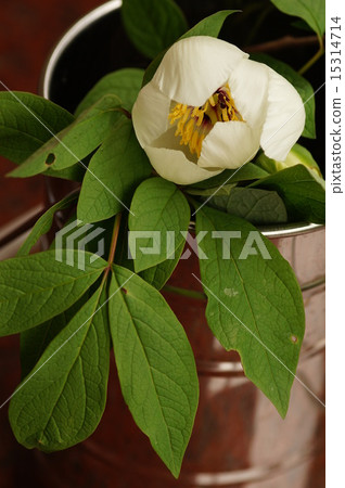 Mountain peony 15314714