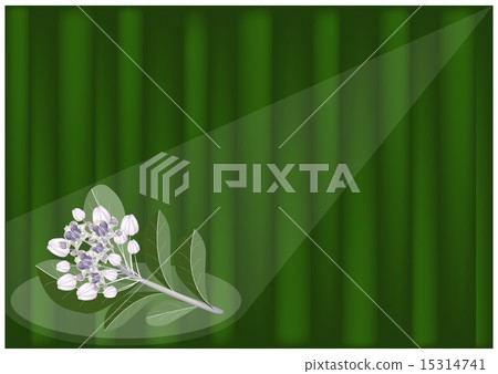 Calotropis Gigantea Flowers 15314741