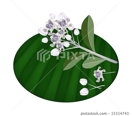Fresh Calotropis Gigantea Flowers on Banana Leaf 15314743